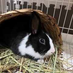 うさぎ里親募集