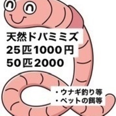 ①ドバミミズ 25匹 釣り用 再入荷
