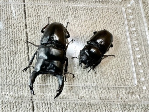 国産オオクワガタ 阿古谷産 極太血統 ♂77mm ♀49mmペア