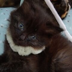 生後1か月弱　黒猫女の子　里親さん募集します🐈