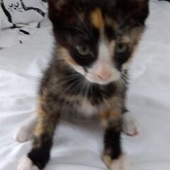 生後2か月ほど　三毛猫女の子　里親さん募集します🐈