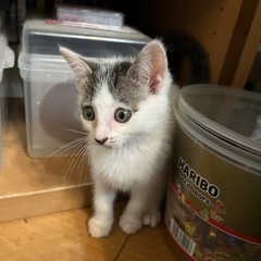 里親募集！生後1ヶ月猫ちゃん