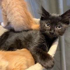 黒の子猫の里親募集です。