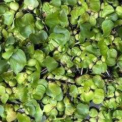 猛暑対策　めたかの隠れ家に最適！ホテイ草　3株🌱１００円サービス品