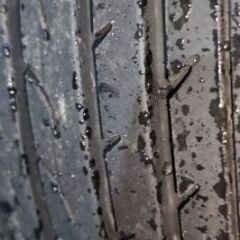 セレナ　ノーマルタイヤとホイールセット4本の画像