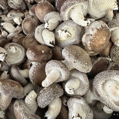 土壌改良、土づくりに！椎茸廃菌床　好きなだけの画像
