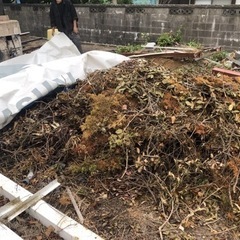 枯葉の画像