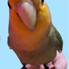 小桜インコが失踪しました。見つけて欲しいです。