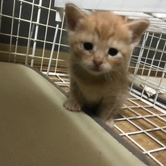 生後1ヶ月の子猫です🐈