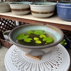 🐸大型 高級睡蓮鉢①姫睡蓮付き❣️の画像