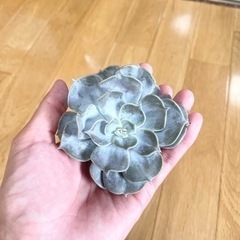 多肉植物とエアープランツ