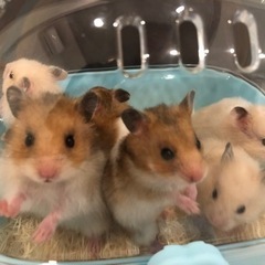 ハムスターの赤ちゃん