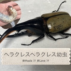 ヘラクレス･ヘラクレス(幼虫) 1匹1000円。②