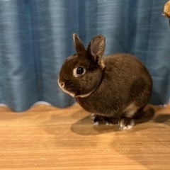 ネザーランドドワーフの男の子(ウサギ🐇)