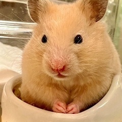 5月下旬生まれ キンクマハムスター♀