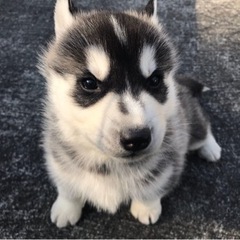 犬猫好きインフルエンサー、SNSやってる方いませんか！