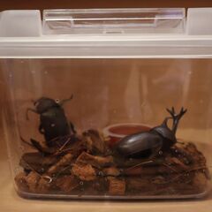 羽化して元気なカブトムシセット(7/13まで)初回の方1セット限定500円です！の画像