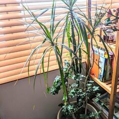 🌱観葉植物🌱寄せ植え〜♪