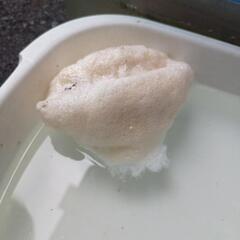 モリアオガエルのオタマジャクシの画像