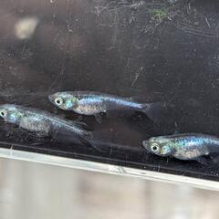 メダカ　影黒鱗 1ペア+1の画像