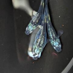 メダカ　影黒鱗 1ペア+1の画像