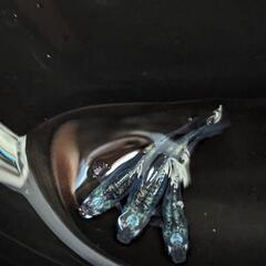 メダカ　影黒鱗 1ペア+1の画像