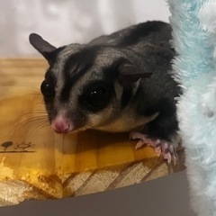 フクロモモンガ オス 兄弟