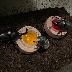 国産カブトムシの画像