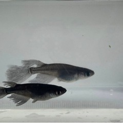 ~オロチ鰭長メダカ~ 稚魚