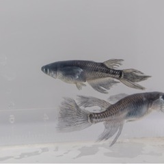 ~オロチ鰭長メダカ~ 稚魚の画像