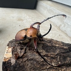 カブトムシ(ゴロファ)