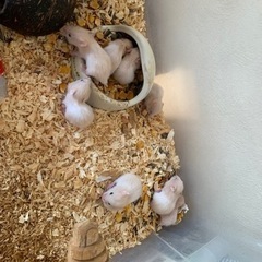 ハムスターの赤ちゃん🐹残り5匹