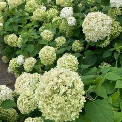アナベル　切り花　