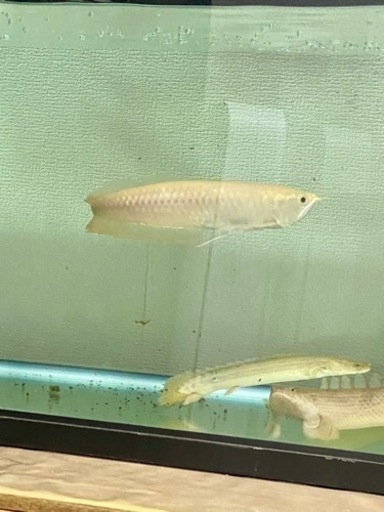 熱帯魚　アルビノシルバーアロワナ 淡水魚 古代魚