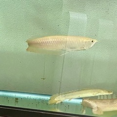 熱帯魚　アルビノシルバーアロワナ 淡水魚 古代魚
