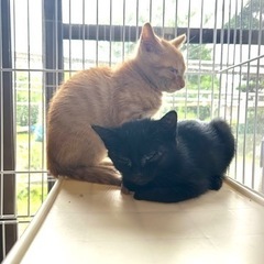 さみしがりのクロちゃん