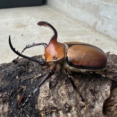 カブトムシ(ゴロファ)