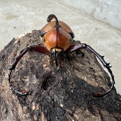 カブトムシ(ゴロファ)の画像