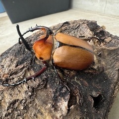 カブトムシ(ゴロファ)