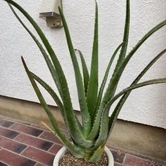 70cm程のアロエベラの画像