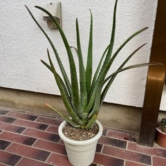 70cm程のアロエベラ