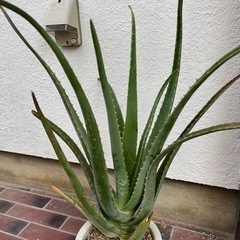 70cm程のアロエベラの画像