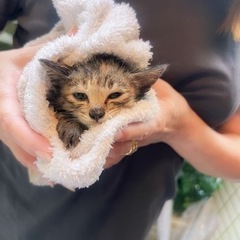 生後1ヶ月半。雌猫。里親募集🐾