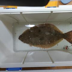 釣り仲間募集中