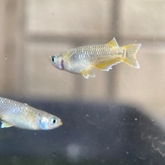 【メダカ屋　恵作めだか】フロマージュ　写真は現物　ランダムに掬いました　即戦力　1匹500円の画像