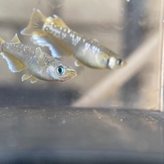 【メダカ屋　恵作めだか】フロマージュ　写真は現物　ランダムに掬いました　即戦力　1匹500円の画像