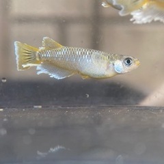 【メダカ屋　恵作めだか】フロマージュ　写真は現物　ランダムに掬いました　即戦力　1匹500円の画像