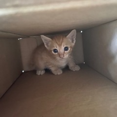 5月31日誕生♡生後１ヶ月の仔猫ちゃん達