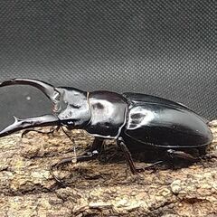 黒ドンキ・ドンキエールコクワガタ・ドンキエルハンプイ　7-1