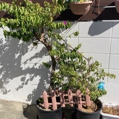取引中　ブーゲンビリア　ブーゲンビリヤ　植物　庭木　鉢付　ガーデニング